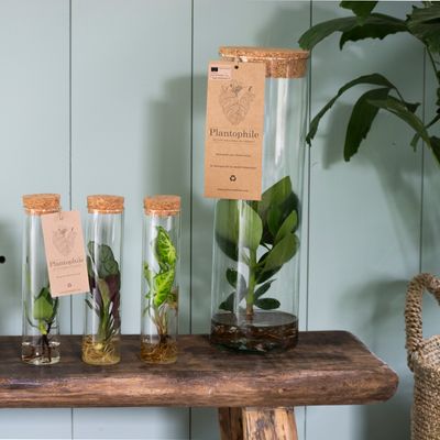Cadeaux - Assortiment de 3 boutures de plantes en vase avec bouchon - cadeau original - PLANTOPHILE