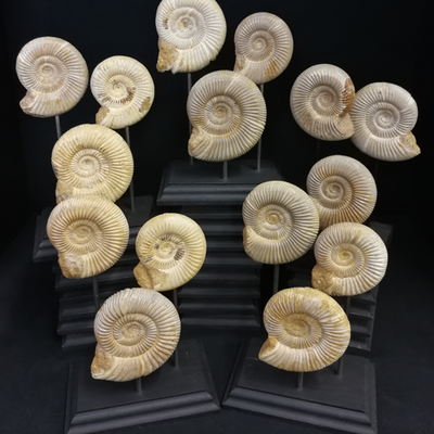 Objets de décoration - Fossiles d'Ammonite sur socle, cabinet de curiosités - METAMORPHOSES