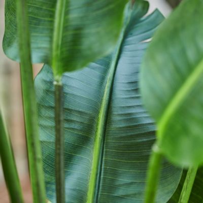 Décorations florales - Collection de plantes artificielles vertes - EMERALD ETERNAL GREEN BV