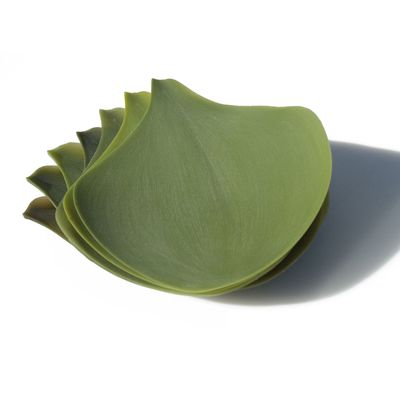 Assiettes au quotidien - Set de 4 assiettes en silicone Medium SEASON - design Nao Tamura - COVO