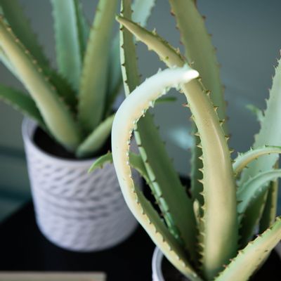 Décorations florales - Aloe - LOU DE CASTELLANE - plantes et fleurs artificielles - LOU DE CASTELLANE