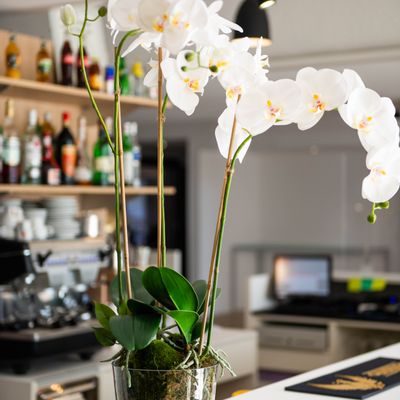 Décorations florales - Orchidées - LOU DE CASTELLANE - plantes et fleurs artificielles - LOU DE CASTELLANE