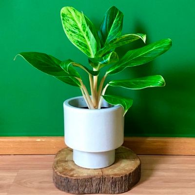 Vases - Vase Loft 18x18 cm - VASART