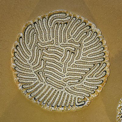 Revêtements muraux - Tapis Corail 1 - LAURE KASIERS