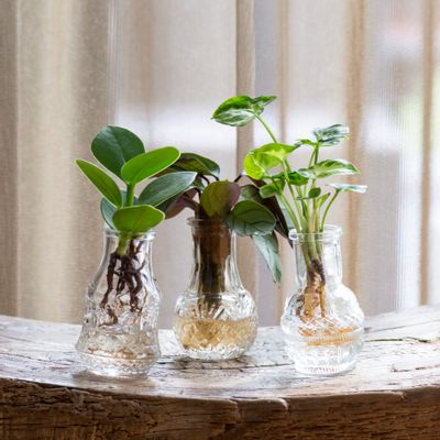 Objets de décoration - Boutures de plantes dans des jolies petites vases - set de 3 pieces - PLANTOPHILE