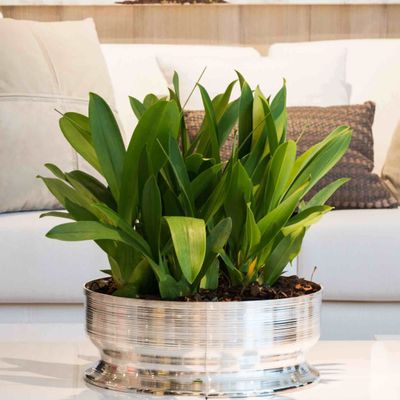 Vases - SPIN Centerpiece - ST. JAMES