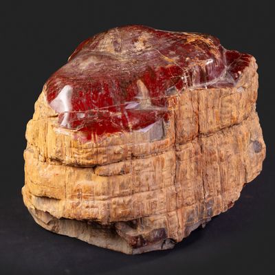 Objets de décoration - Tranches de bois pétrifiée et bûchettes - Cabinet de curiosités - METAMORPHOSES