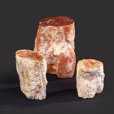 Decorative objects - Petrified wood slices and logs - Cabinet of curiosities - METAMORPHOSES