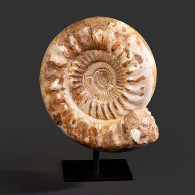 Decorative objects - Ammonite fossils on a base - cabinet of curiosities - METAMORPHOSES