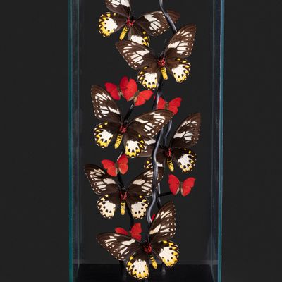 Decorative objects - Entomological glass cages - Interior decoration and curiosity - METAMORPHOSES