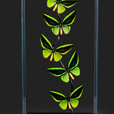 Objets de décoration - Cages de verre entomologiques - Décoration et curiosité d'intérieur - METAMORPHOSES