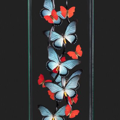 Objets de décoration - Cages de verre entomologiques - Décoration et curiosité d'intérieur - METAMORPHOSES