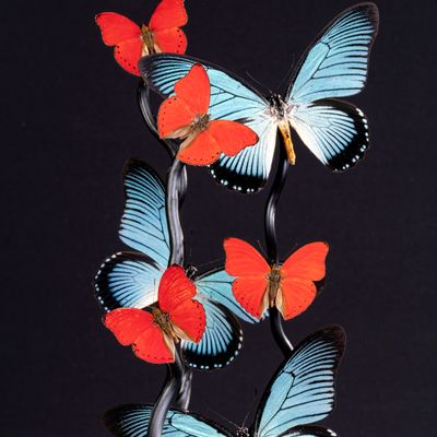 Objets de décoration - ENVOLÉE DE PAPILIO ZALMOXIS ET CYMOTHOE SANGARIS, cabinet de curiosités - METAMORPHOSES