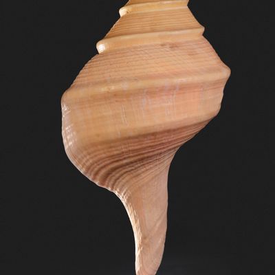 Objets de décoration - Coquillages sur socle - cabinet de curiosités - METAMORPHOSES