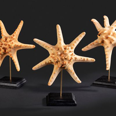 Decorative objects - Starfish on a base - Cabinet of curiosities - METAMORPHOSES