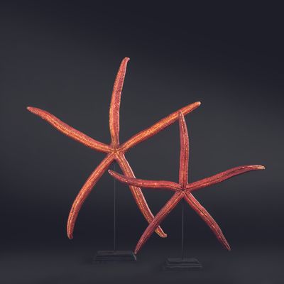 Decorative objects - Starfish on a base, cabinet of curiosities. - METAMORPHOSES