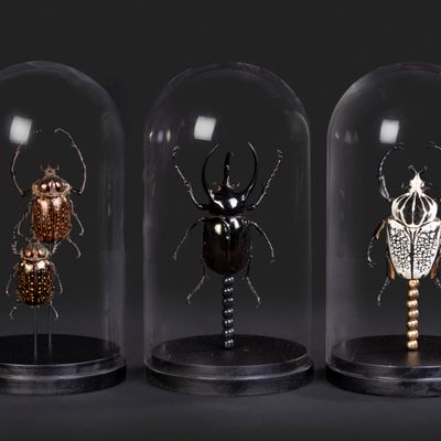 Objets de décoration - Globes coléoptères, Cabinet de curiosité - METAMORPHOSES