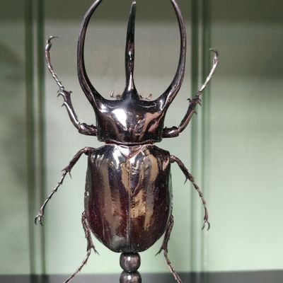 Objets de décoration - Globes coléoptères, cabinet de curiosité - METAMORPHOSES