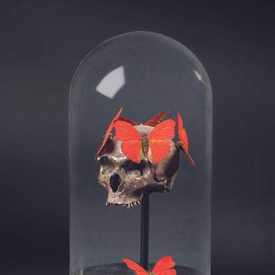 Decorative objects - the cabinet of curiosities - METAMORPHOSES