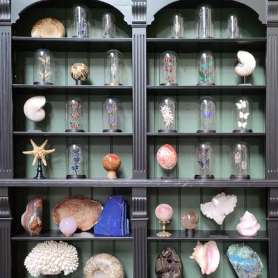 Objets de décoration - Objets de décoration et cabinet de curiosité - METAMORPHOSES
