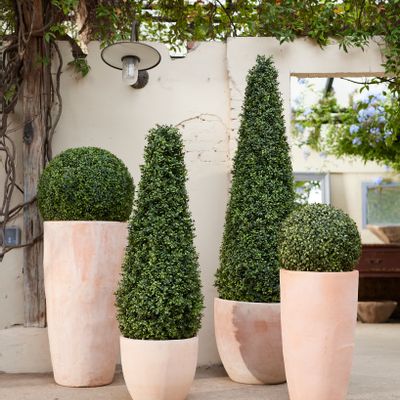 Accessoires de jardinage - Plantes de collecte UV - EMERALD ETERNAL GREEN BV