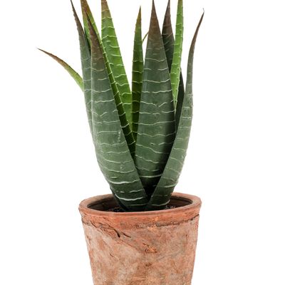 Objets de décoration - Collection de plantes vertes artificielles  - EMERALD ETERNAL GREEN BV