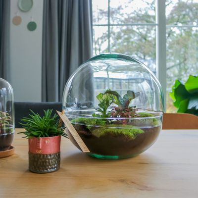 Decorative objects - Terrarium Earth - PLANTOPHILE