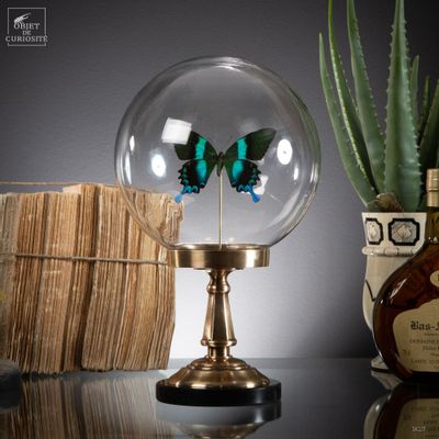 Customizable objects - Our butterfly collection - OBJET DE CURIOSITÉ
