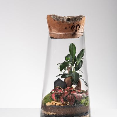 Decorative objects - FlorHouse - Terrarium - FLOR MAISON