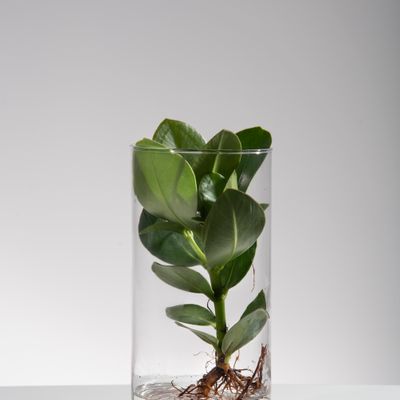 Outdoor decorative accessories - FLORMAISON - HYDROPONIC PLANTS - FLOR MAISON