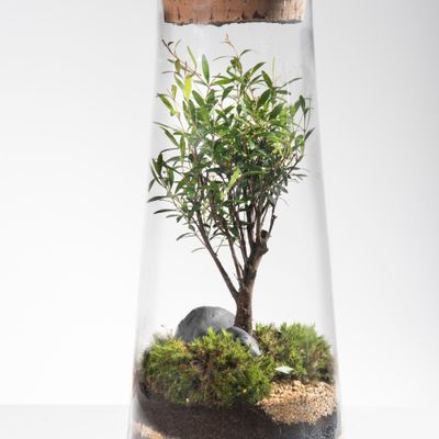 Objets de décoration - FlorMaison - Terrarium - FLOR MAISON