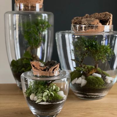 Objets de décoration - Flormaison - Terrarium - FLOR MAISON