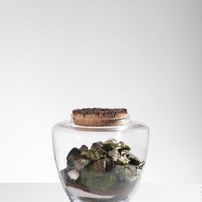 Objets de décoration - Flormaison - Terrarium - FLOR MAISON