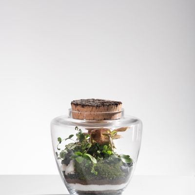 Decorative objects - FlorHouse - Terrarium - FLOR MAISON