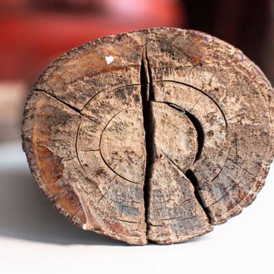 Objets de décoration - Ivoire fossilisé de mammouth, matière brute - TRESORIENT