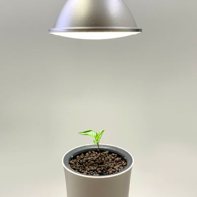 Ampoules pour éclairage intérieur - Lampe de culture Botanium 15 W - BOTANIUM