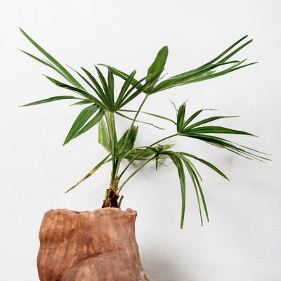 Autres objets connectés  - Antropomorfocene Céramique - XENIA TURCHETTI