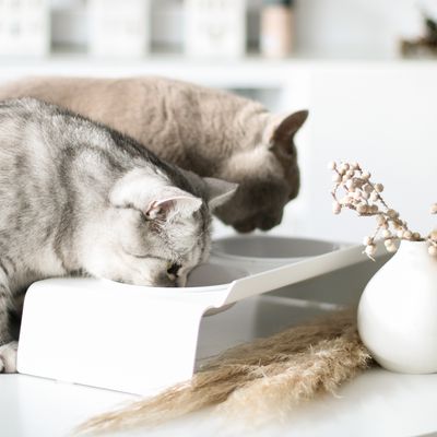Meubles de cuisines  - DINE - station d'alimentation pour chats - LUCYBALU