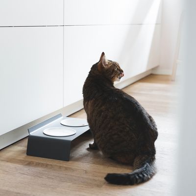 Kitchens furniture - DINE - feeding station for cats - LUCYBALU
