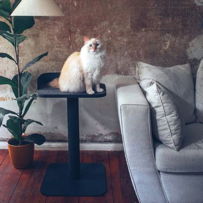 Decorative objects - PLATEAU - Scratch and lounge cat tree - LUCYBALU
