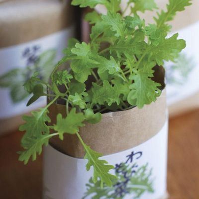 Garden accessories - Grow and Eat - Grow Kits - NOTED