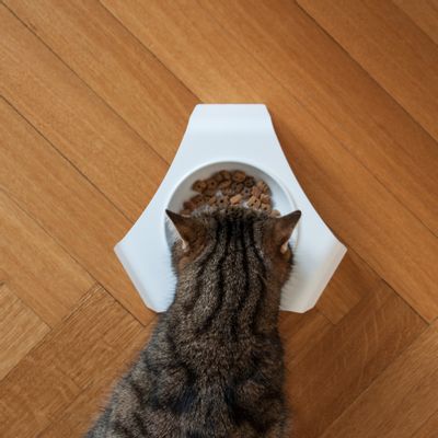 Kitchens furniture - DELI - food and water dish for cats - LUCYBALU