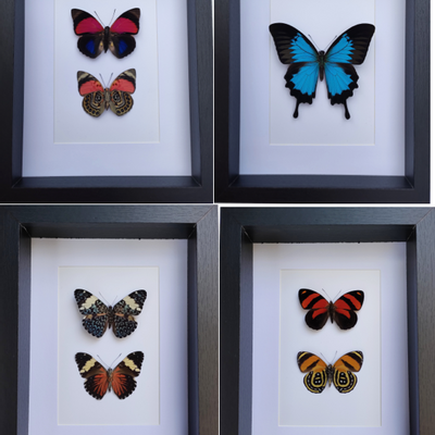 Decorative objects - Butterfly frames, interior curiosities - METAMORPHOSES