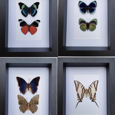 Objets de décoration - Cadres papillons, curiosités d'intérieur, histoire naturelle - METAMORPHOSES