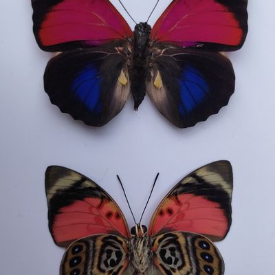 Decorative objects - Butterfly frames, interior curiosities, natural history. - METAMORPHOSES