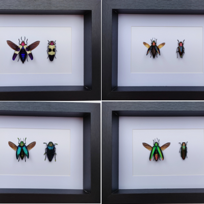 Decorative objects - Entomological frames, butterflies, insects, cabinet of curiosities - METAMORPHOSES