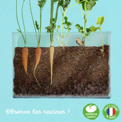 Garden accessories - Vivarium - Observation of roots and earthworms - RADIS ET CAPUCINE