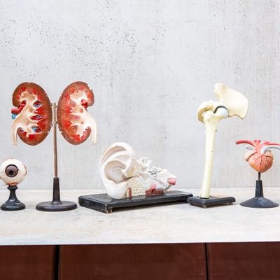 Decorative objects - Educational accessories - ALL'ORIGINE