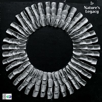 Decorative objects - FL Wall decor / Mirror frame - NATURE'S LEGACY