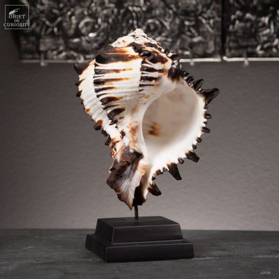 Decorative objects - Notre collection de coquillages. - OBJET DE CURIOSITÉ